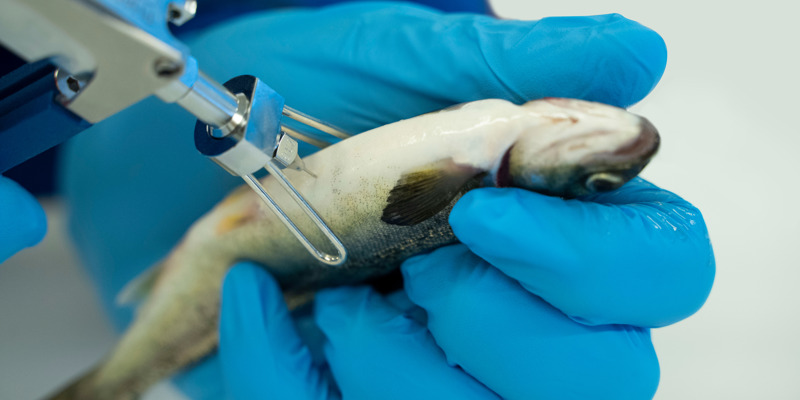 Fish vaccination - photo by PHARMAQ part of Zoetis