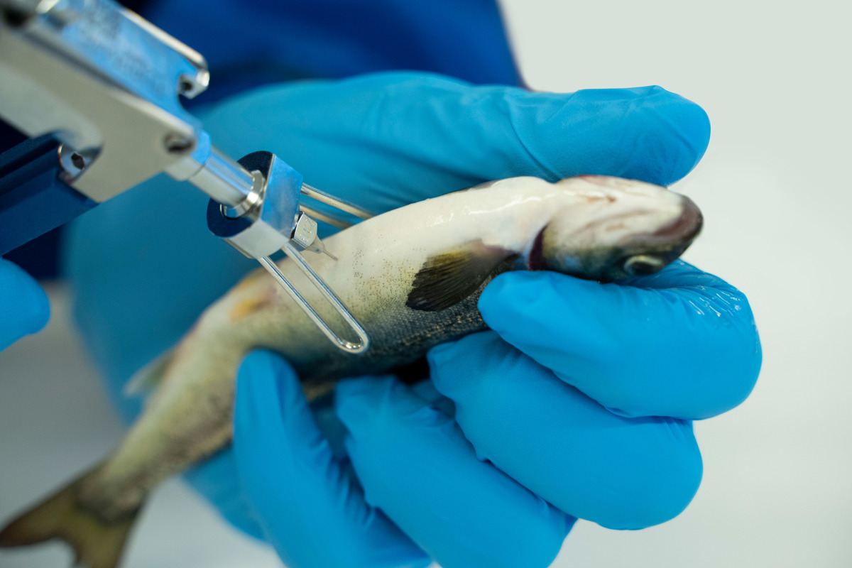 Fish vaccination - photo by PHARMAQ part of Zoetis