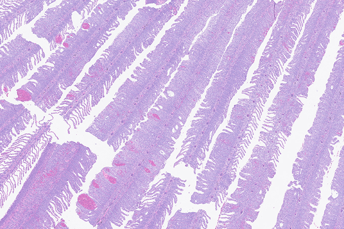 Bildet: Histopatologisk oversiktsbilde av gjelle fra laks som viser alvorlige vevsforandringer med sammensatt årsaksbilde.