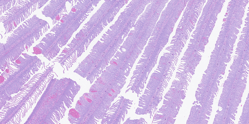 Bildet: Histopatologisk oversiktsbilde av gjelle fra laks som viser alvorlige vevsforandringer med sammensatt årsaksbilde.